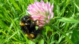 Bombus pratorum