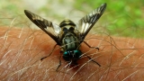 Chrysops caecutiens