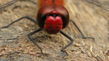 Crocothemis erythraea