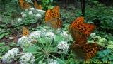 Dostojka latonia