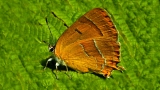 motyl