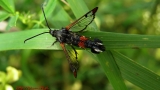 Synanthedon myopaeformis