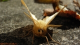 ćma