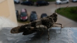 konik polny