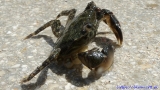 Crab on Minorca