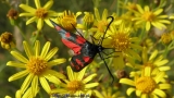 motyl czerwony