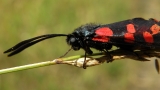 Kraśnik sześcioplamek
