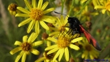 motyl czarny w czerwone kropki